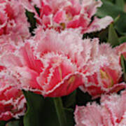 Pink Fringe Tulips Art Print