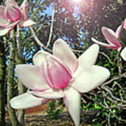 Pink Magnolia Flower Art Print