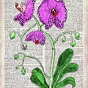 Pink Orchid Dictionary Page Watercolor Art Art Print