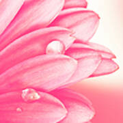 Pink Petals Art Print