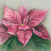 Pink Poinsettia Art Print