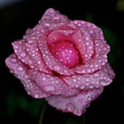 Pink Rose And Rain Drops Art Print