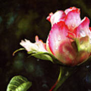 Pink Rose Bud With Dewdrops Art Print