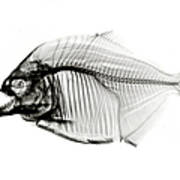 Piranha  X-ray On White Art Print