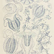 Plate 27 Hormiphora Ctenophorae By Ernst Haeckel Art Print