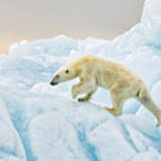 Polar Bear At Svalbard Art Print