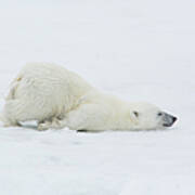 Polar Bear Cub Stretching Out On Ice Art Print