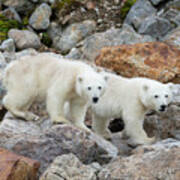 Polar Bear Cubs On Rocks Art Print