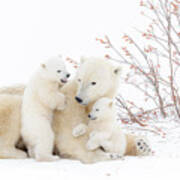 Polar Bear Mother Ursus Maritimus Lying Art Print