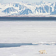 Polar Bear On Arctic Sea Ice Art Print