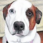 Portrait Of A Dog Named Dave Art Print