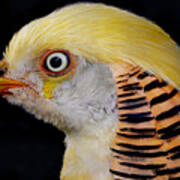 Portrait Of A Golden Pheasant Art Print