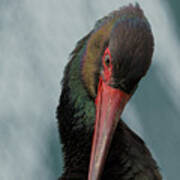 Portrait Of Black Stork Art Print