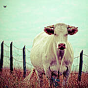 Portrait Of Cow And Fence Art Print