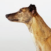 Portrait Of Greyhound, Side View Art Print