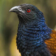 Portrait Of The Greater Coucal Art Print