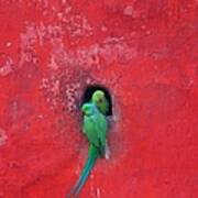 Posing Parakeets Art Print