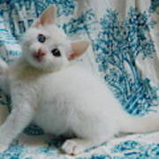 Pristine Exquisite All White Heterochromia Blue Eye Green Eye