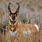 Pronghorn In The Sage Art Print