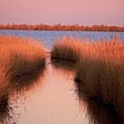 Provence  The Camargue In France - Art Print