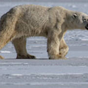 Prowling Polar Bear Art Print