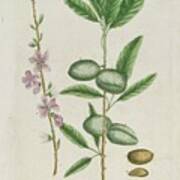 Prunus Amygdalis Dulcis. Sweet Almond Art Print
