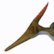 Pteranodon Reptile Head Art Print