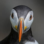 Puffin Portrait Art Print