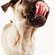 Pug Puppy Licking Nose Art Print