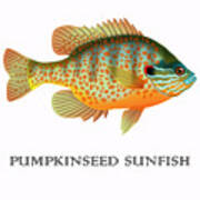 Pumpkinseed Sunfish Art Print
