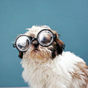 Puppy Wearing Thick Glasses Art Print