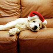 Puppy Wears A Christmas Hat, Lounges On Art Print