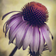 Purple Coneflower Art Print