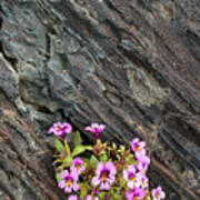 Purple Monkeyflower In Lava Art Print