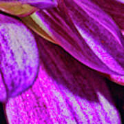 Purple Petals Art Print