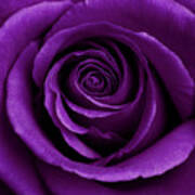 Purple Rose 01 Art Print