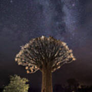 Quiver Tree And Milky Way A733729 Art Print