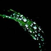 Rain On A Green Leaf In Black Art Print