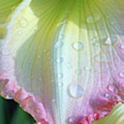 Raindrops On Lily Petals Art Print