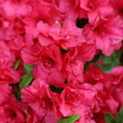 Ravishing Red Floral Buds Art Print