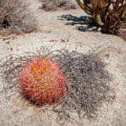 Red Barrel Cactus And Mesquite Art Print