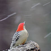 Red-bellied Woodpecker In Winter Art Print