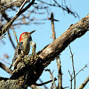 Red Bellied Woodpecker Art Print