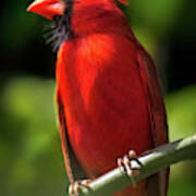 Red Cardinal Bird Art Print