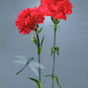 Carnations Of Eden Art Print