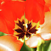 Red Emporer Tulip Art Print