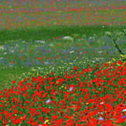 Red Field Of Poppies Art Print