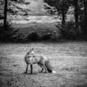 Red Fox In Black And White Art Print