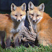 Red Fox Kits Art Print