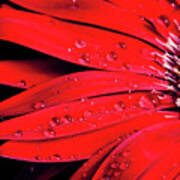 Red Gerbera With Waterdrops 03 Art Print